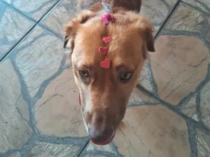 Cachorro raça SRD-ViraLata idade 3 anos nome amora 
