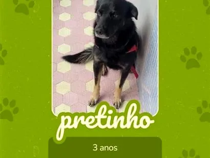 Cachorro raça SRD-ViraLata idade 3 anos nome Pretinho 