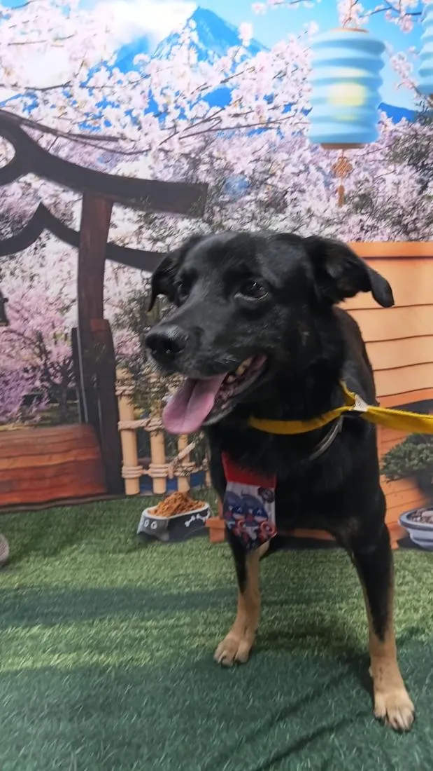 Cachorro raça SRD-ViraLata idade 3 anos nome Pretinho 