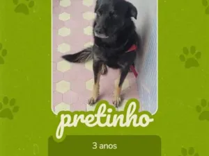 Cachorro raça SRD-ViraLata idade 3 anos nome Pretinho 