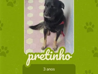 Cachorro raça SRD-ViraLata idade 3 anos nome Pretinho 