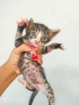 filhotes de gatos