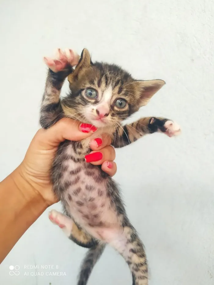 Gato raça SRD-ViraLata idade Abaixo de 2 meses nome filhotes de gatos