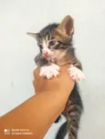 filhotes de gatos