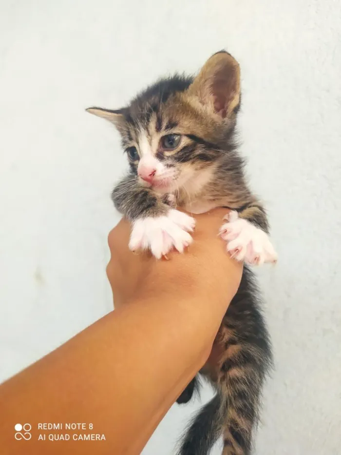 Gato raça SRD-ViraLata idade Abaixo de 2 meses nome filhotes de gatos