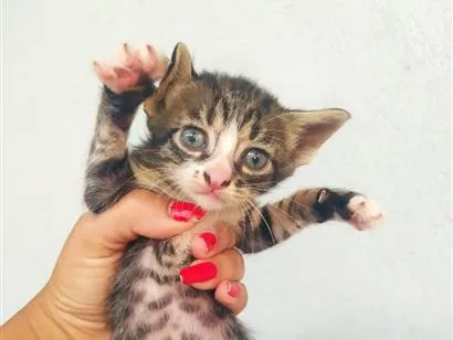 Gato raça SRD-ViraLata idade Abaixo de 2 meses nome filhotes de gatos