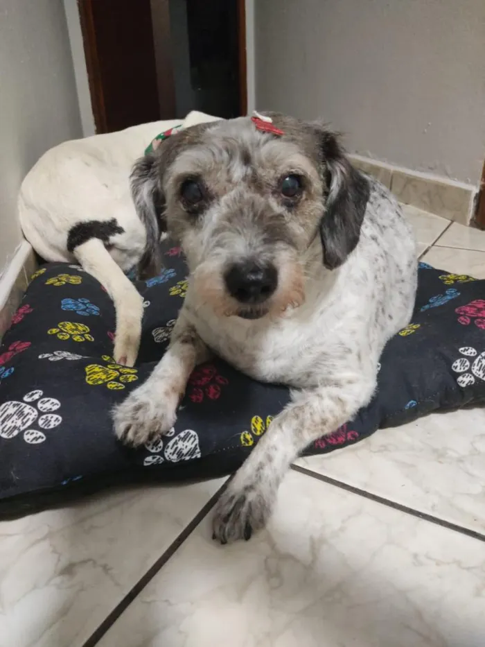 Cachorro raça SRD-ViraLata idade 6 ou mais anos nome Princesa 