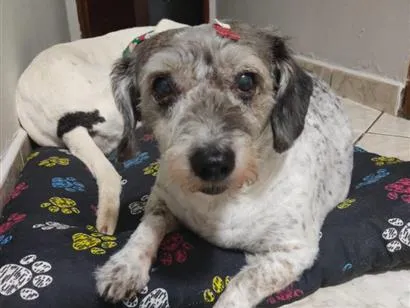 Cachorro raça SRD-ViraLata idade 6 ou mais anos nome Princesa 