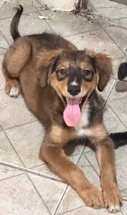 Cachorro raça SRD-ViraLata idade 2 a 6 meses nome Não tem até o momento 