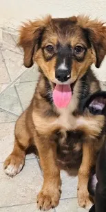 Cachorro raça SRD-ViraLata idade 2 a 6 meses nome Não tem até o momento 