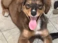 Não tem até o momento 