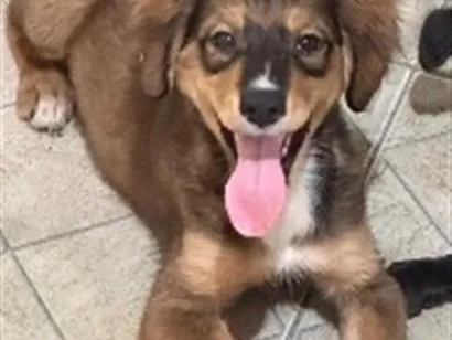 Cachorro raça SRD-ViraLata idade 2 a 6 meses nome Não tem até o momento 