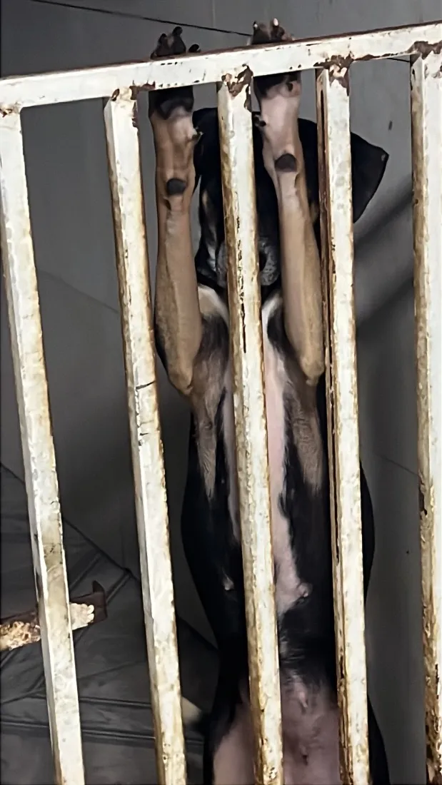 Cachorro raça SRD-ViraLata idade 2 anos nome Alfy e mel