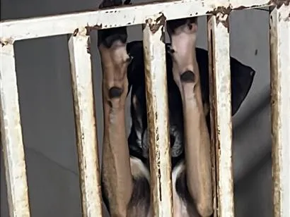Cachorro raça SRD-ViraLata idade 2 anos nome Alfy e mel