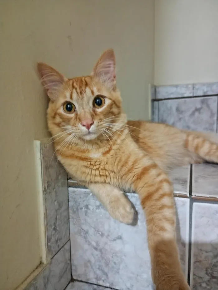 Gato raça SRD-ViraLata idade 7 a 11 meses nome Taz Mania 
