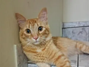 Gato raça SRD-ViraLata idade 7 a 11 meses nome Taz Mania 