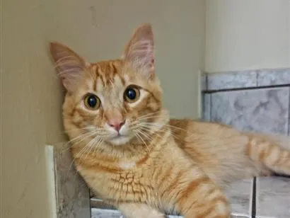 Gato raça SRD-ViraLata idade 7 a 11 meses nome Taz Mania 