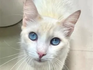 Gato raça SRD-ViraLata idade 1 ano nome Vitorio