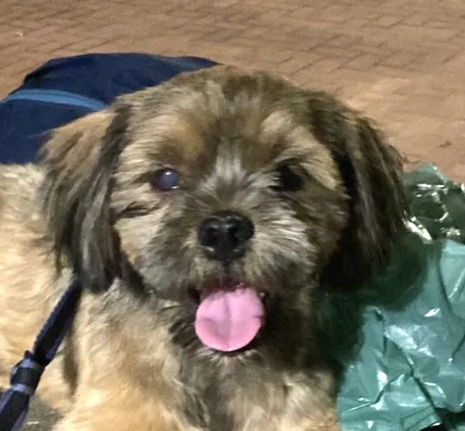 Cachorro raça Shitzu idade 1 ano nome Bidu