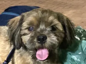 Cachorro raça Shitzu idade 1 ano nome Bidu