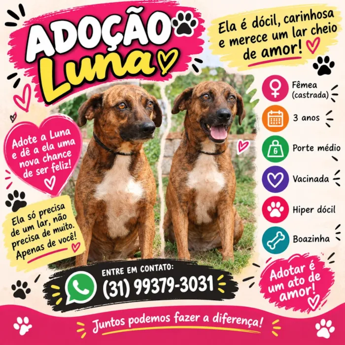 Cachorro raça SRD-ViraLata idade 3 anos nome Luna