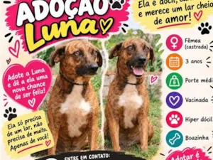 Cachorro raça SRD-ViraLata idade 3 anos nome Luna