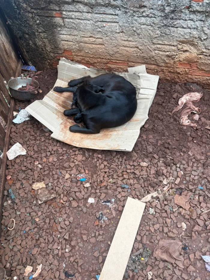 Cachorro raça SRD-ViraLata idade 2 anos nome Amora 