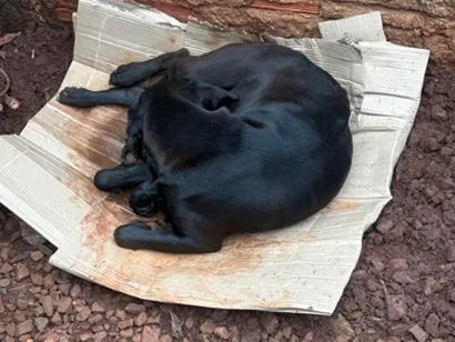 Cachorro raça SRD-ViraLata idade 2 anos nome Amora 