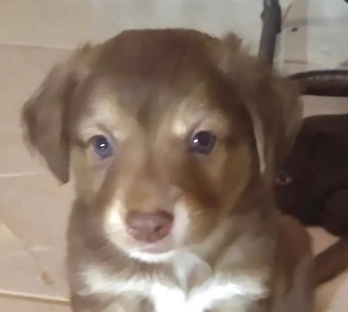 Cachorro raça SRD-ViraLata idade 2 a 6 meses nome Beto