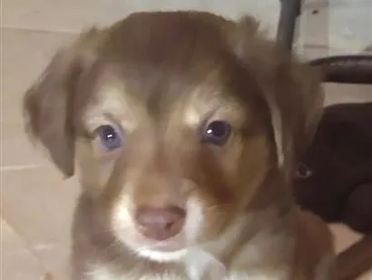 Cachorro raça SRD-ViraLata idade 2 a 6 meses nome Beto