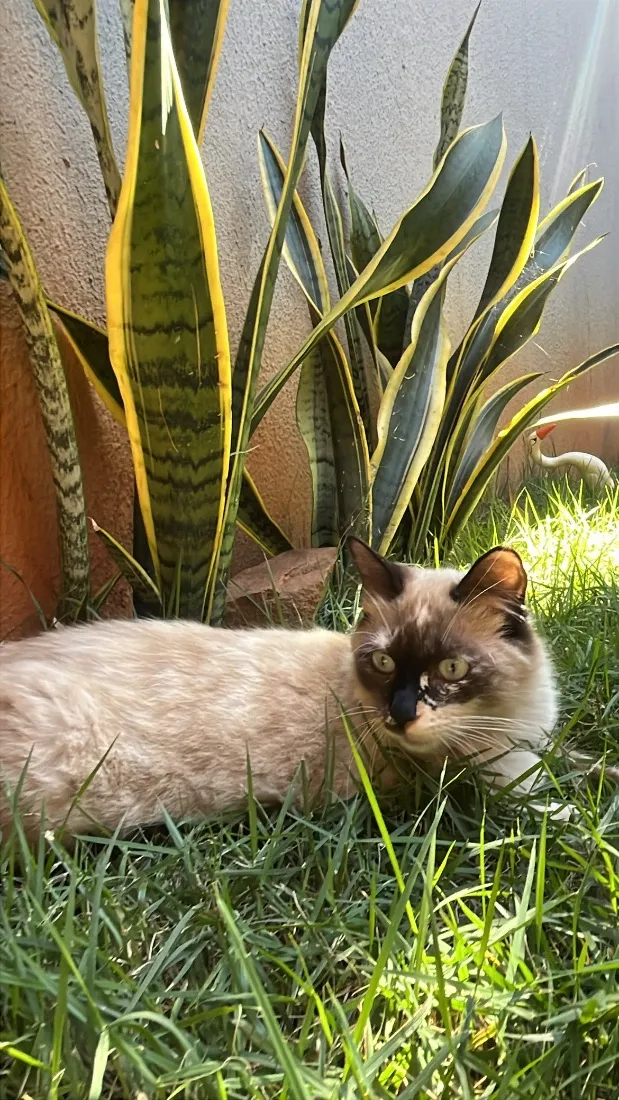 Gato raça SRD-ViraLata idade 1 ano nome Cristal