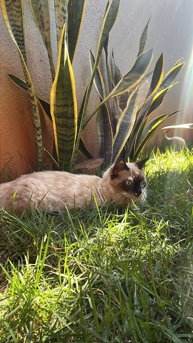 Gato raça SRD-ViraLata idade 1 ano nome Cristal