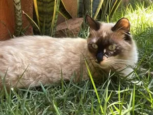 Gato raça SRD-ViraLata idade 1 ano nome Cristal