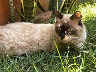 Gato raça SRD-ViraLata idade 1 ano nome Cristal