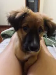 mel