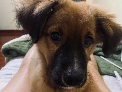 Cachorro raça SRD-ViraLata idade 2 a 6 meses nome mel