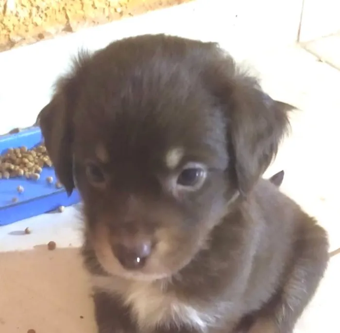 Cachorro raça SRD-ViraLata idade 2 a 6 meses nome Bily