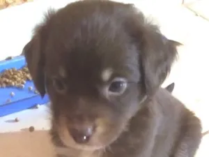 Cachorro raça SRD-ViraLata idade 2 a 6 meses nome Bily