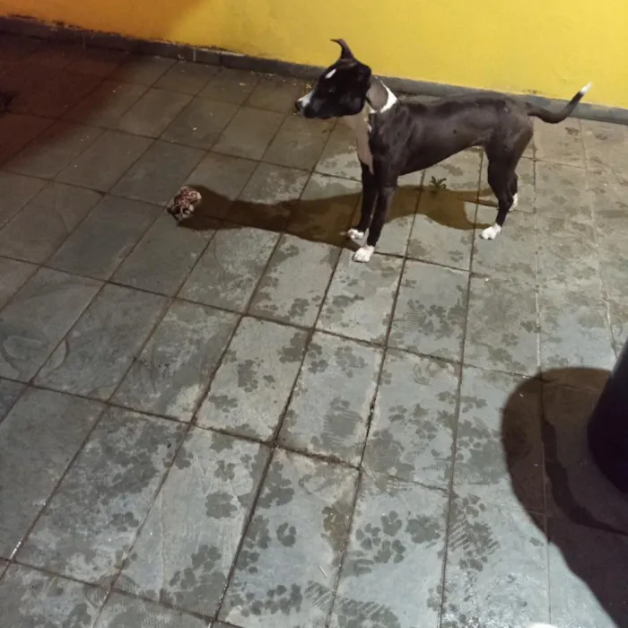 Cachorro raça SRD-ViraLata idade 7 a 11 meses nome Céli