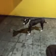 Céli