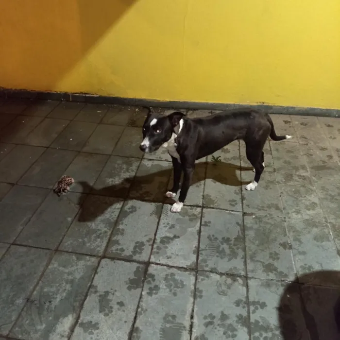 Cachorro raça SRD-ViraLata idade 7 a 11 meses nome Céli