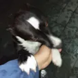 Céli