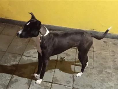 Cachorro raça SRD-ViraLata idade 7 a 11 meses nome Céli