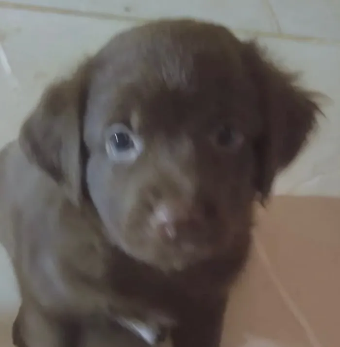 Cachorro raça SRD-ViraLata idade 2 a 6 meses nome Bento