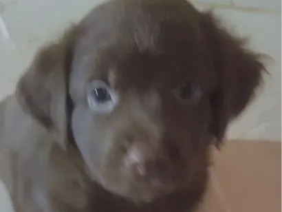 Cachorro raça SRD-ViraLata idade 2 a 6 meses nome Bento