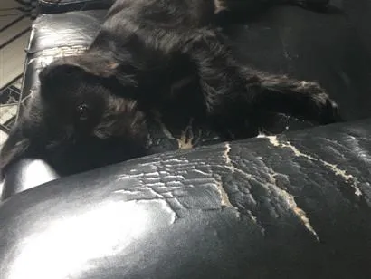 Cachorro raça  idade 7 a 11 meses nome Luly
