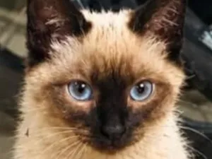 Gato raça Siamês idade 2 a 6 meses nome Nino