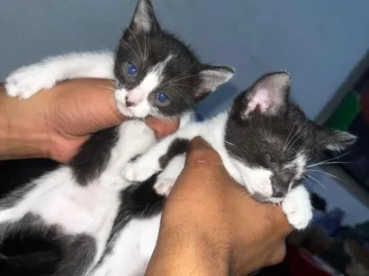 Gato raça SRD-ViraLata idade 2 a 6 meses nome Não possui nome