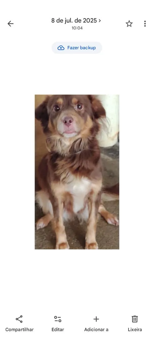 Cachorro raça SRD-ViraLata idade 5 anos nome negg