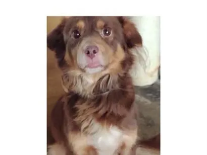 Cachorro raça SRD-ViraLata idade 5 anos nome negg